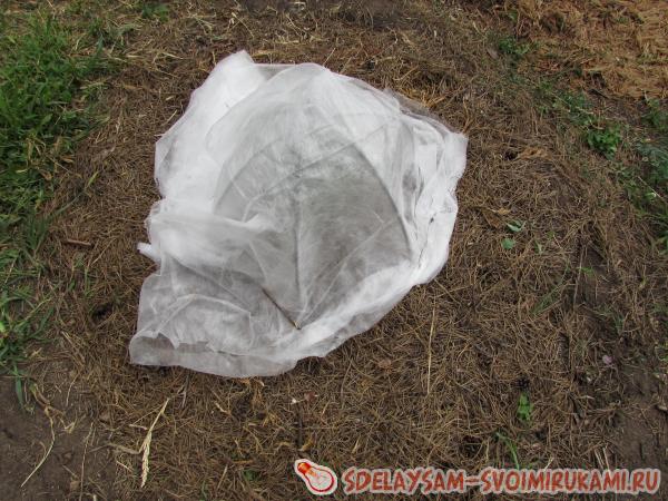 Как укрыть хвойные растения на зиму