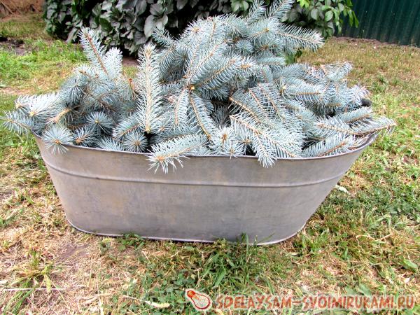 Как укрыть хвойные растения на зиму