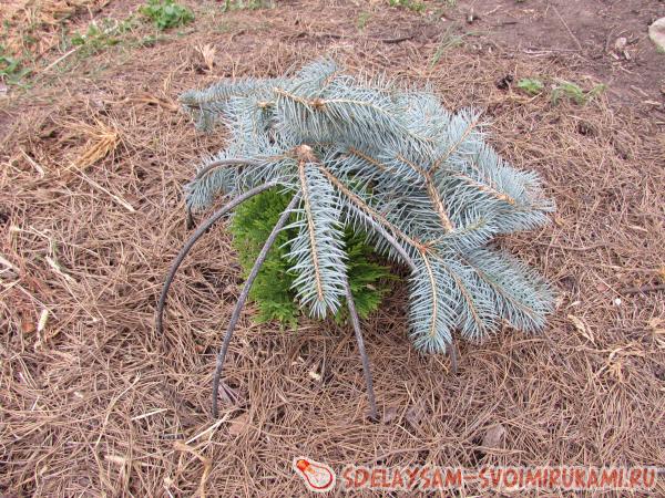 Как укрыть хвойные растения на зиму
