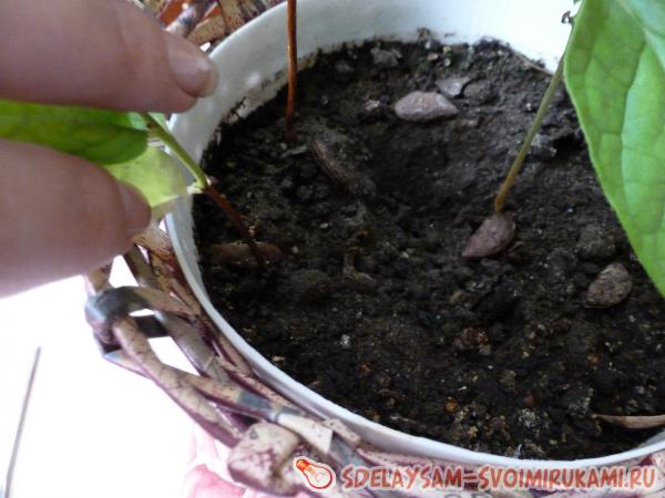 Цветочный горшок