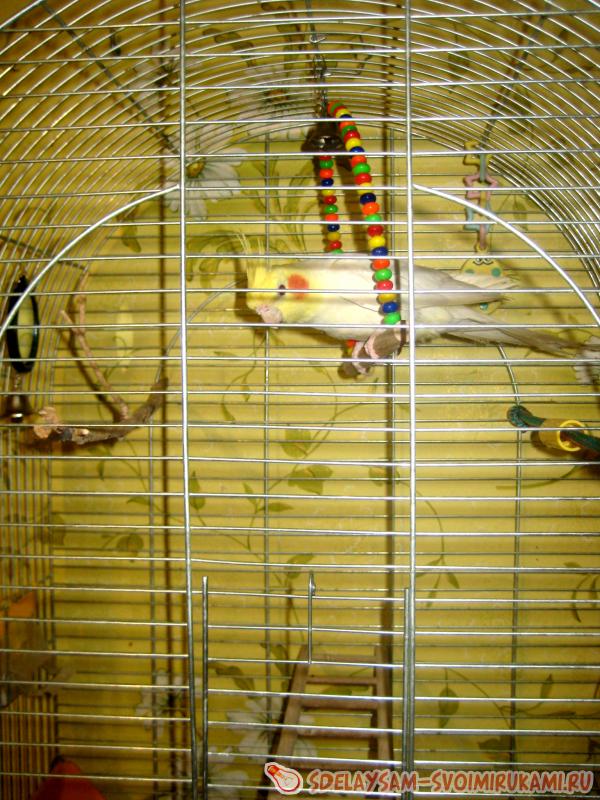 попугай качается