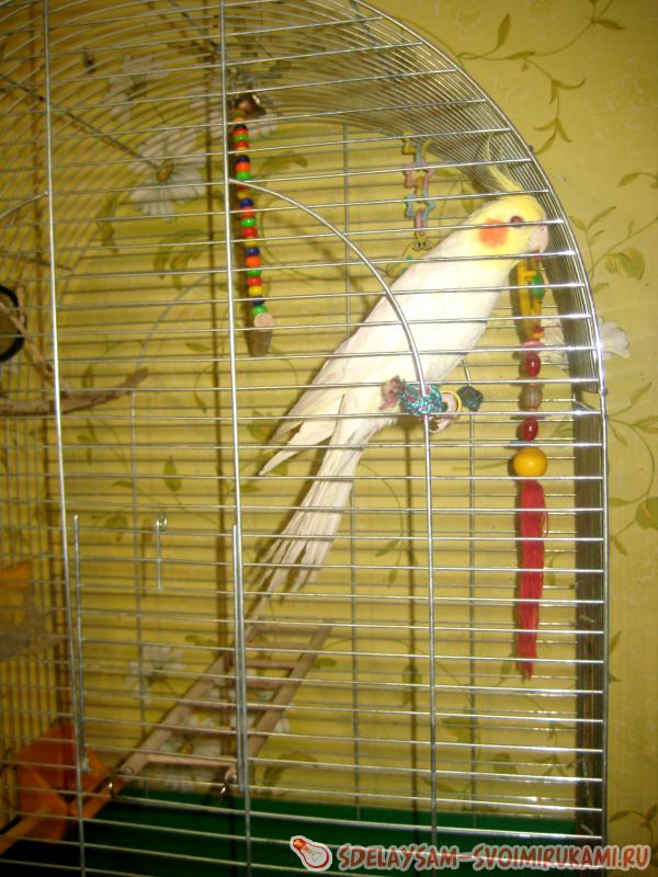 попугай на веревке