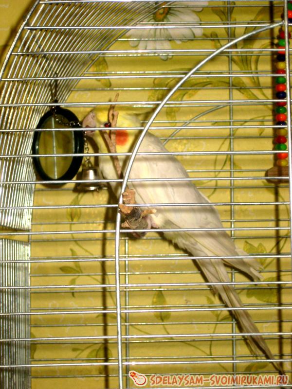 попугай смотриться