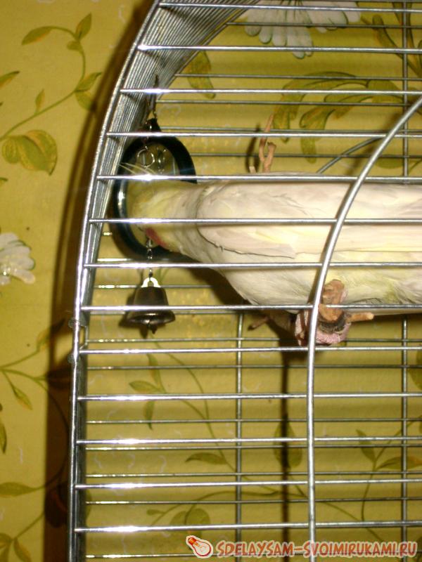 попугай смотриться