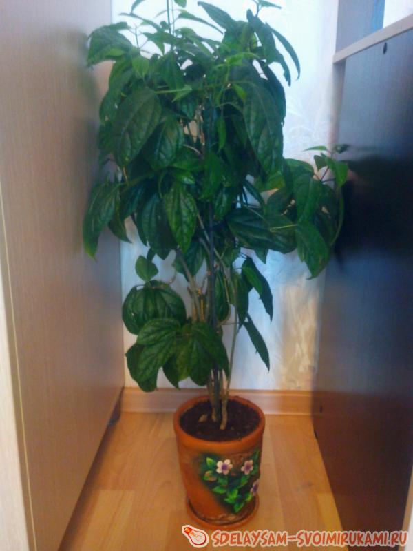 Автополив домашних цветов