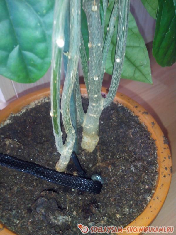 Автополив домашних цветов