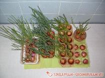 Лук на зелень в городской квартире