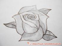 Рисуем розу