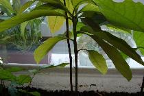 Как вырастить авокадо из косточки