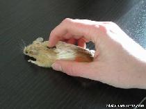 Настоящая мышка для компа