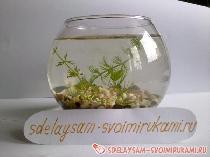 Аквариум в вазе