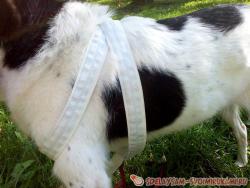 Мягкая шлейка для собаки