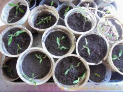 Хитрости уплотнённой пикировки томата