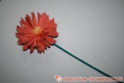 Красивая астра для мамы