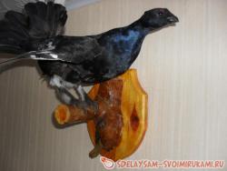 Изготовление чучела птицы