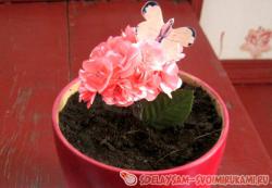 Как вырастить букет цветов всего за пару часов