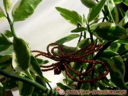 Стрекоза из бисера