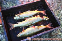 Походные рецепты: рыба горячего копчения